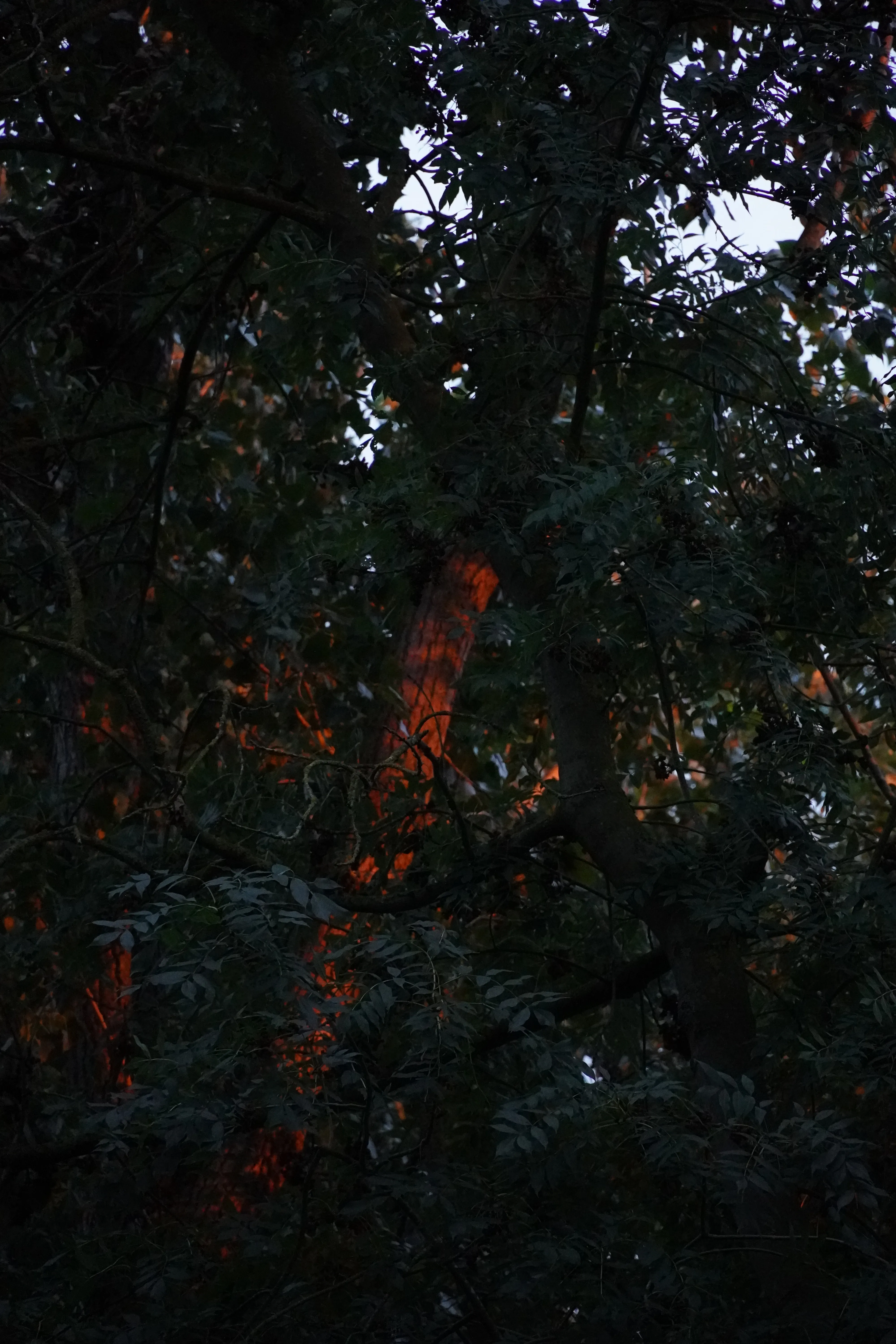 Tree in forest while Sunset