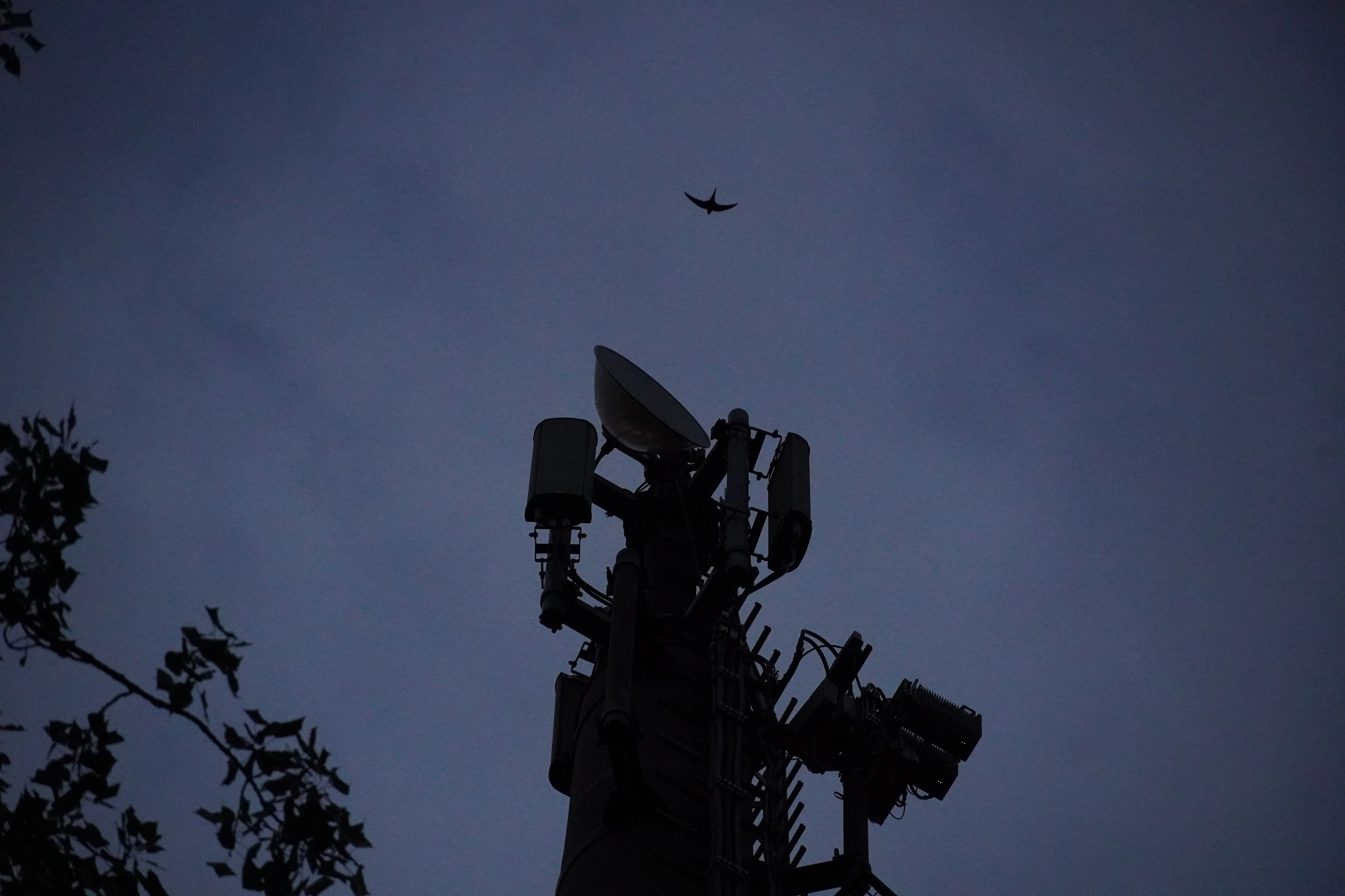 Radiotower with a bird but without sunshine