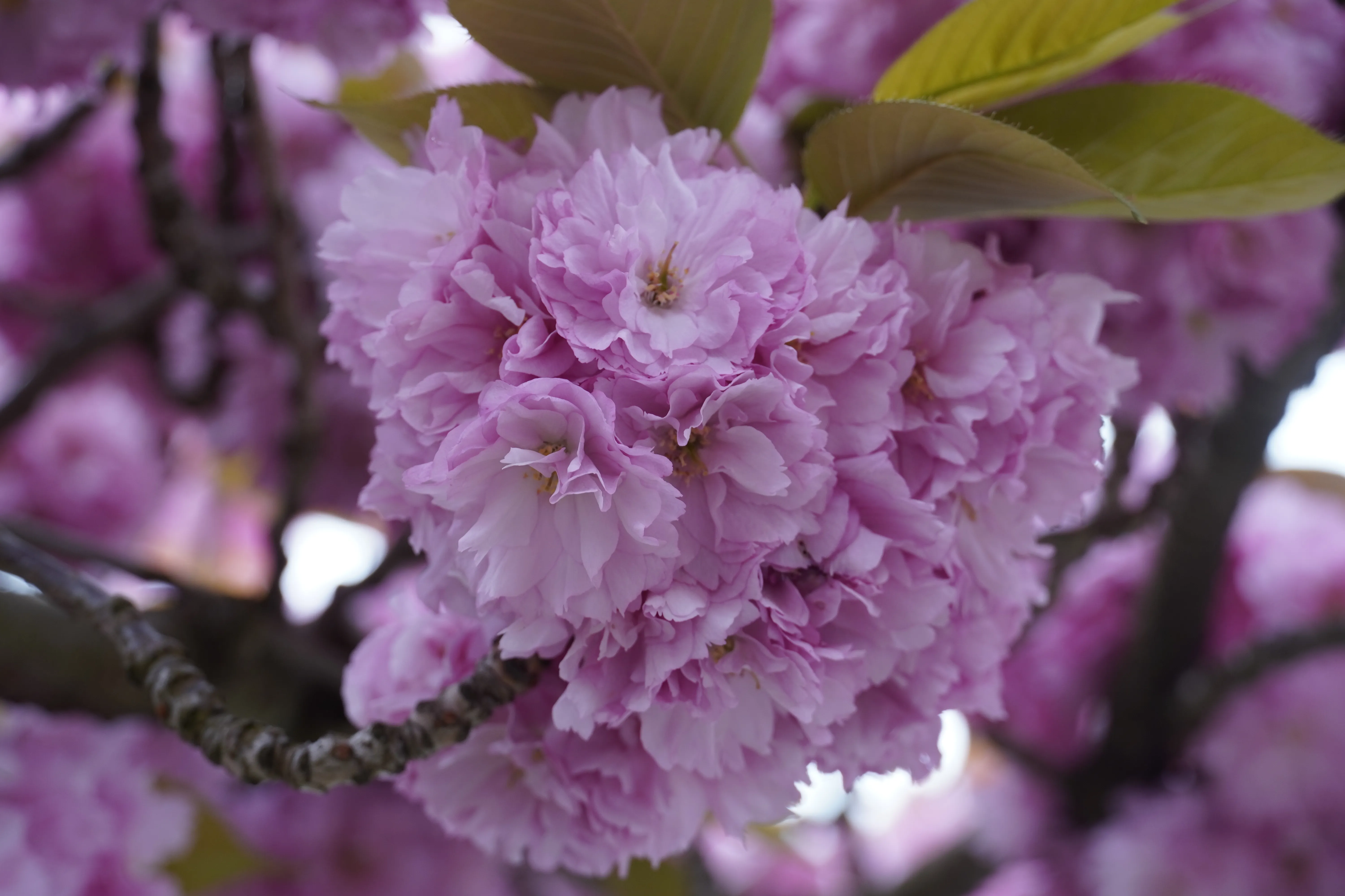 Cherry Blossoms