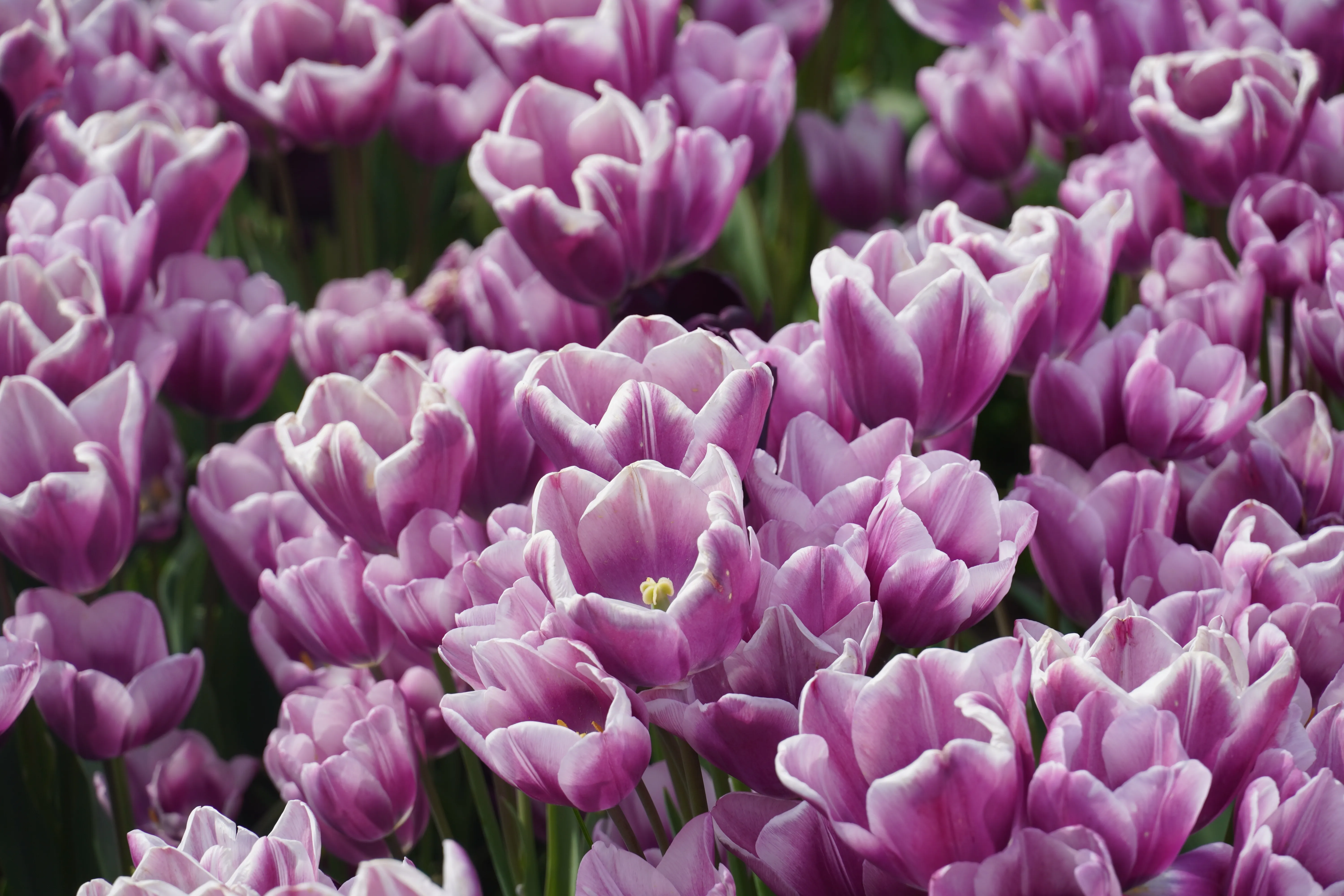 'Purple Elegance' tulips