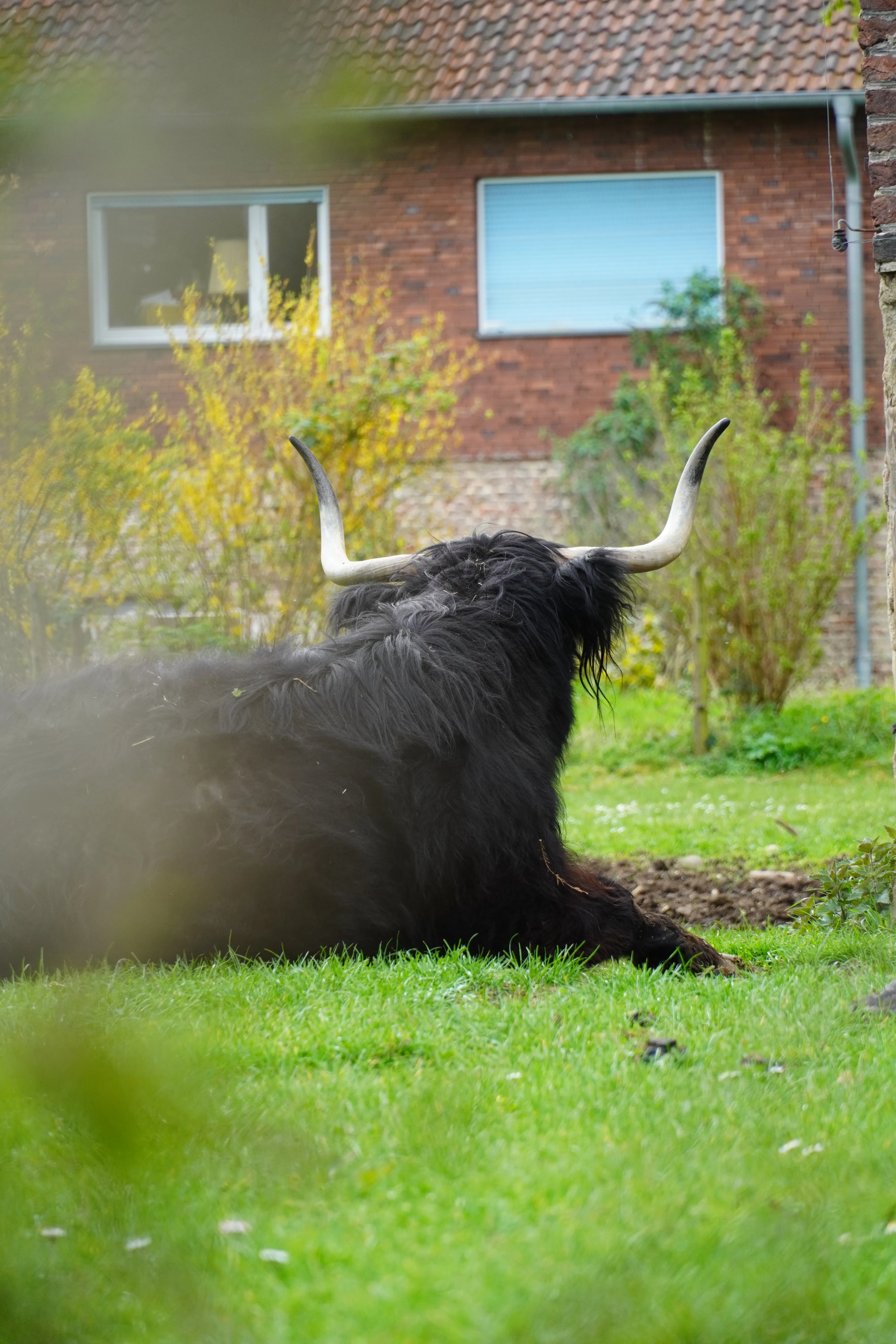 Some hightland cow's in a village