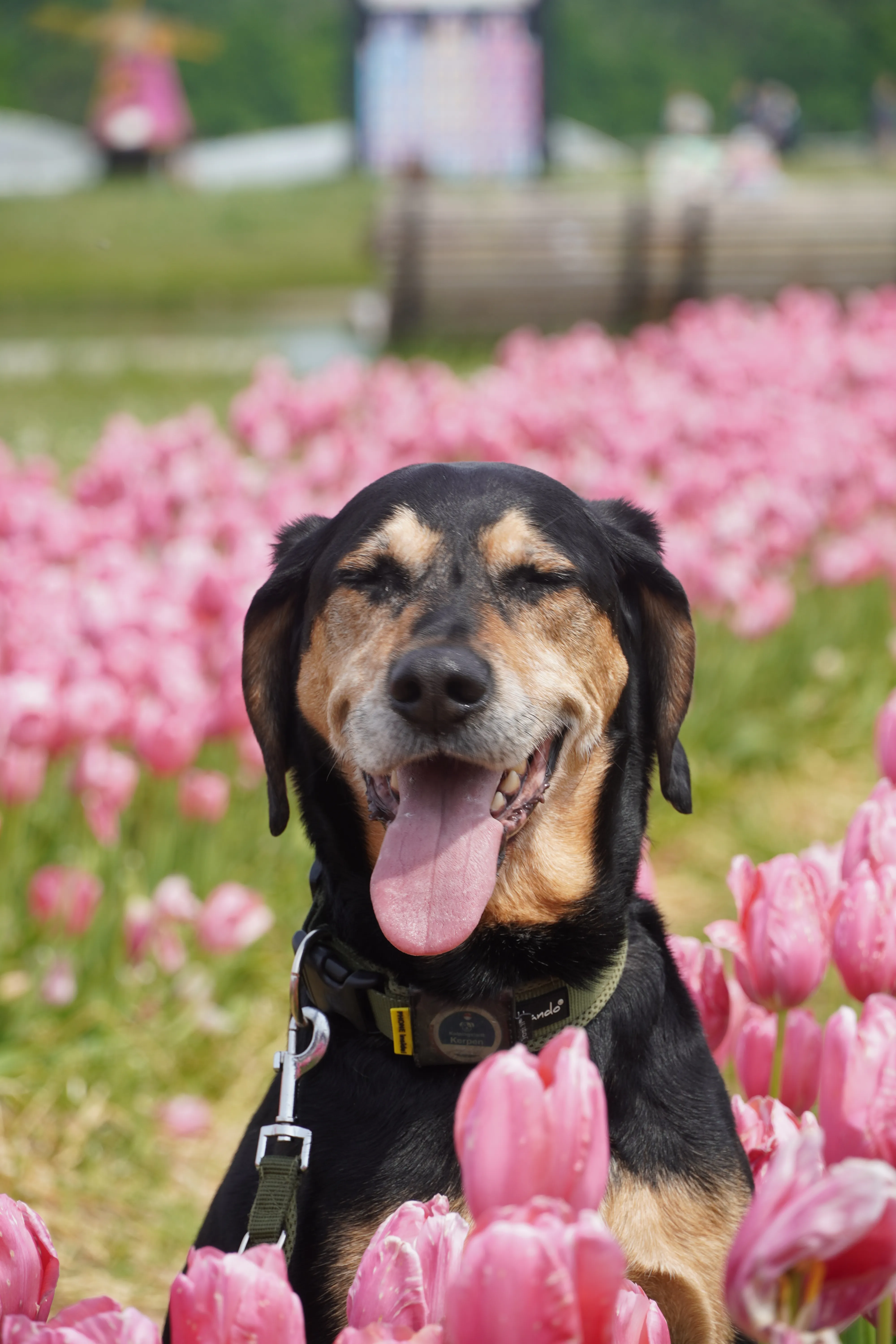 Eddy - My Dog