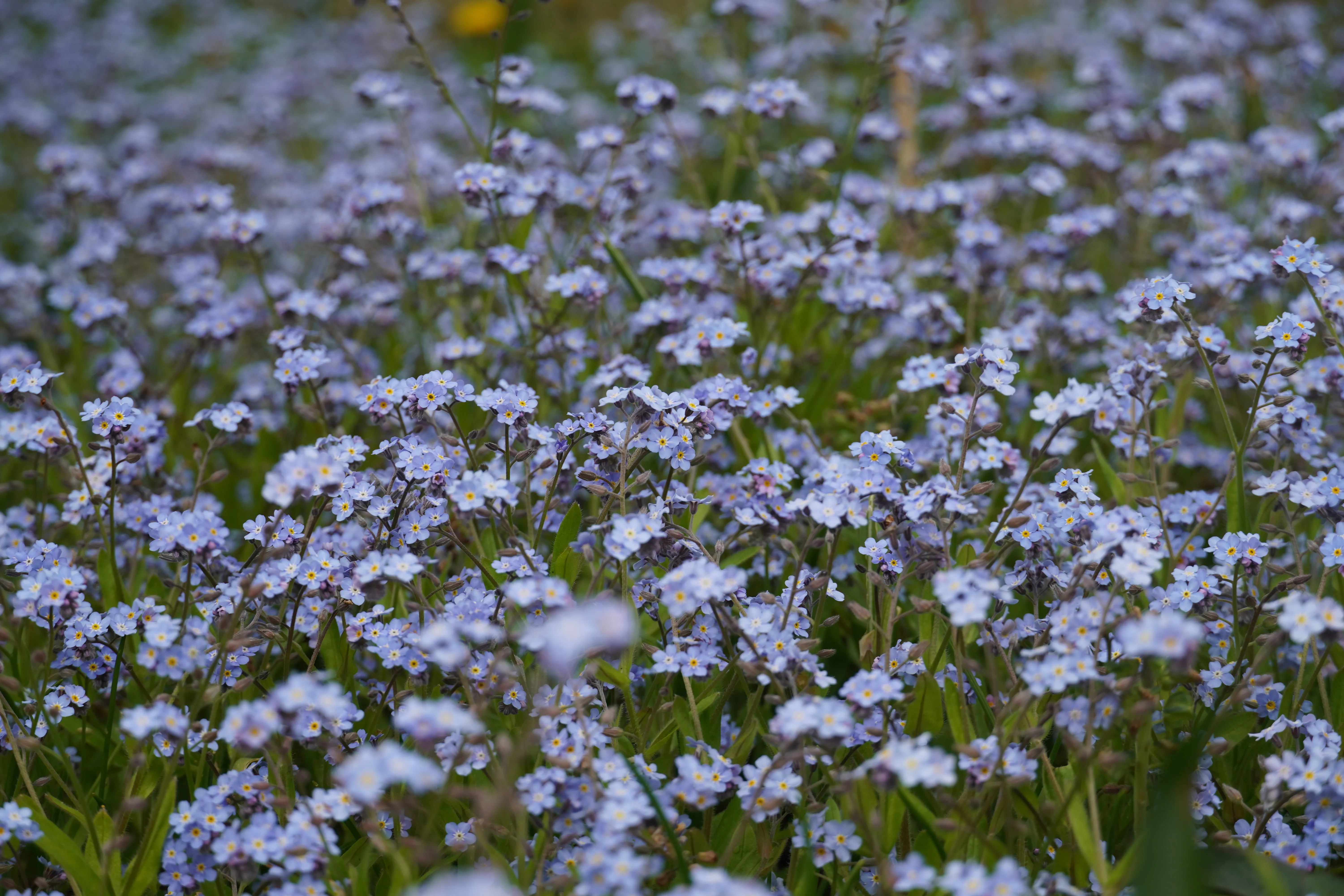 Forget-Me-Nots