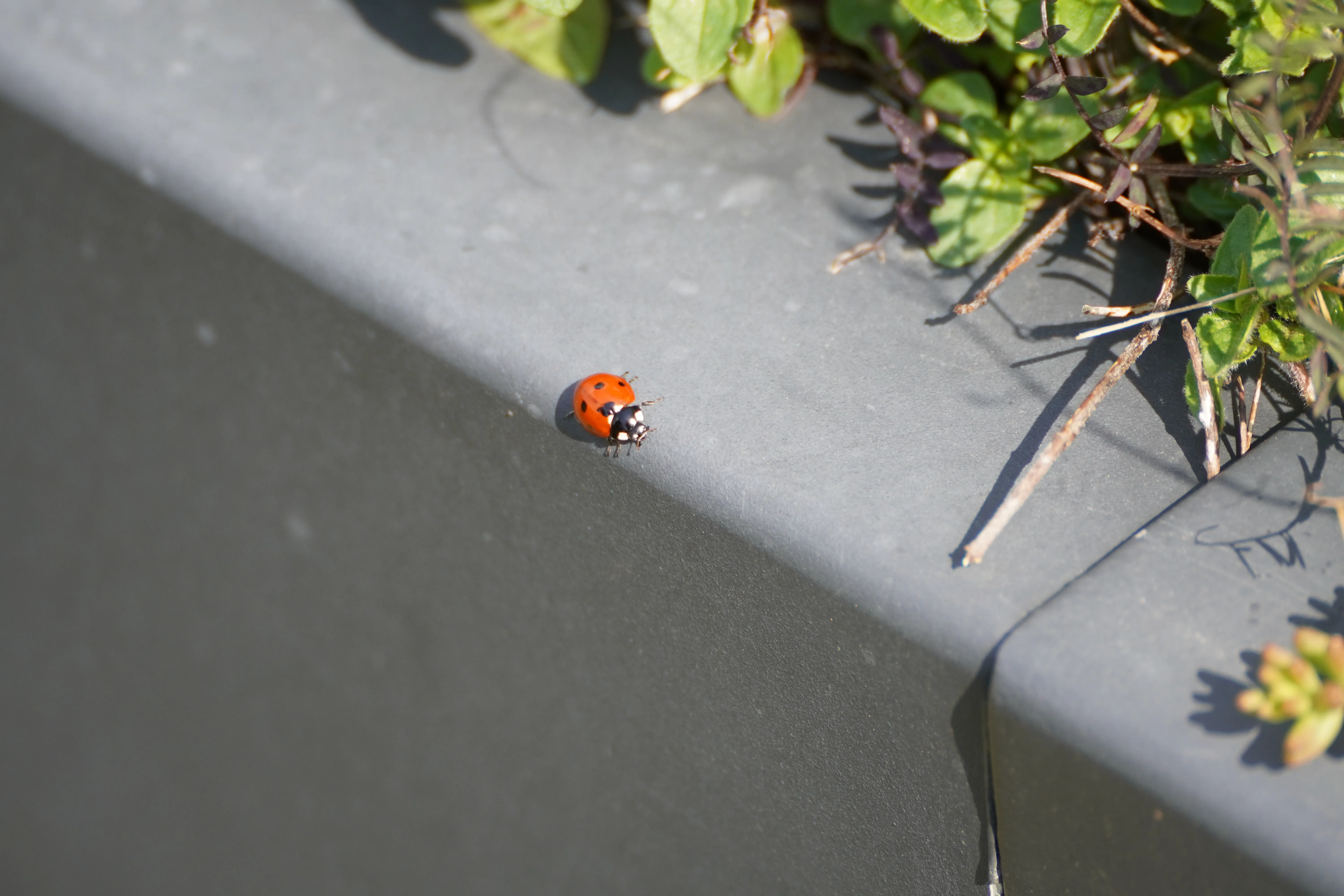 Lady Bug